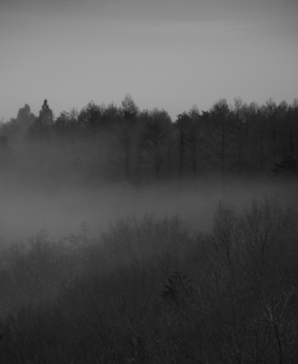 Mist and the Trees